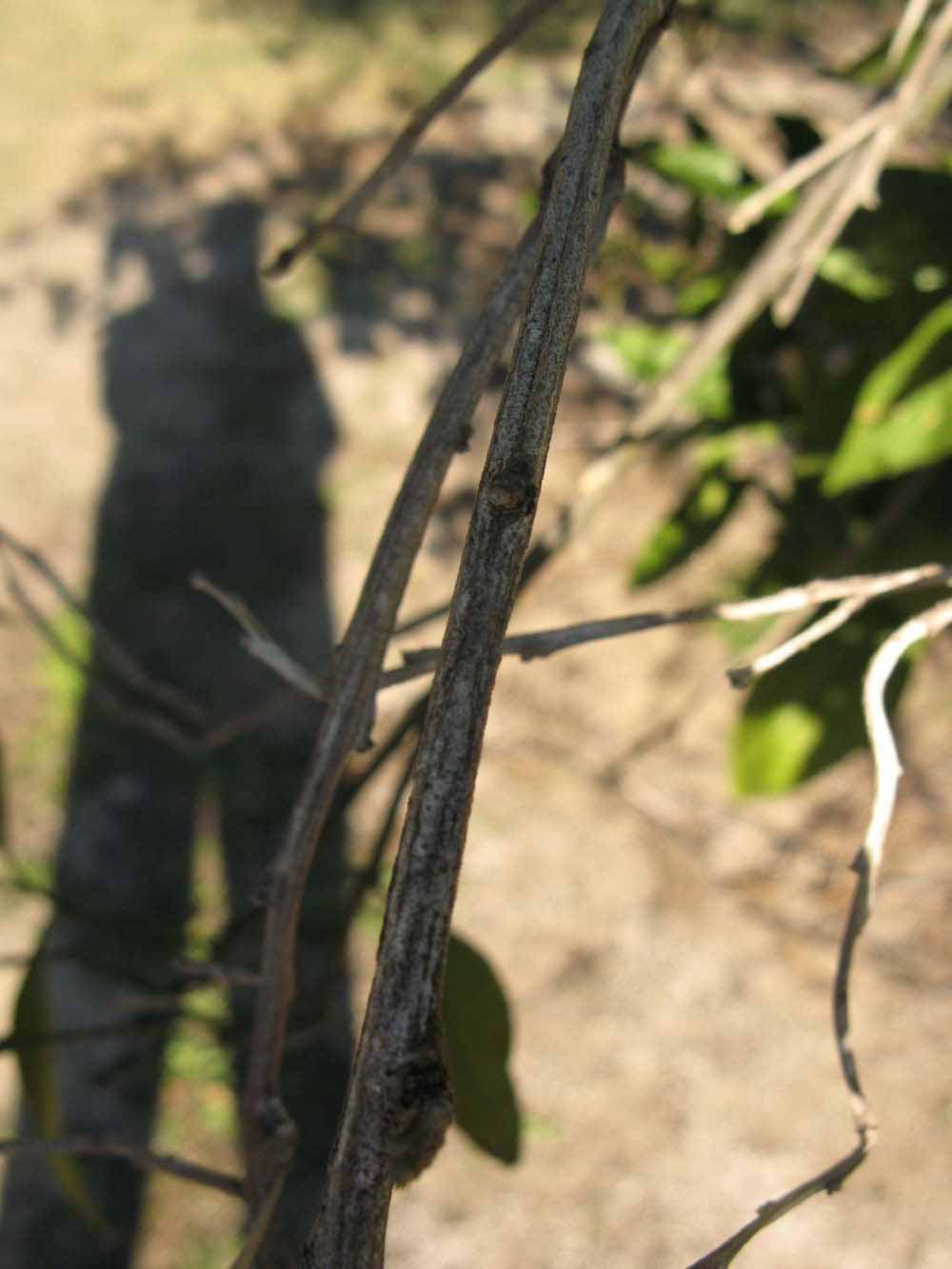              Second - third year twig (Winter Haven, FL)       